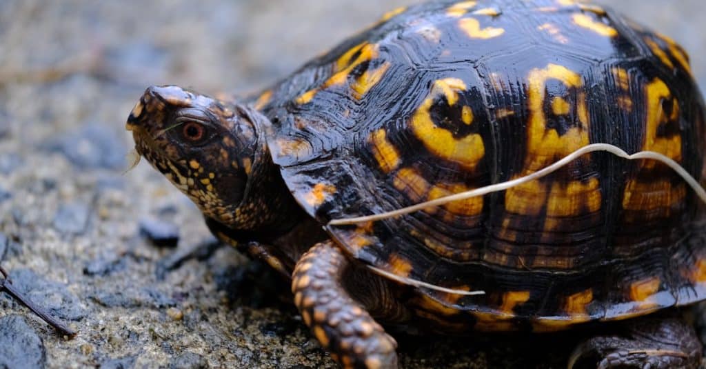 Runes : interprétation et utilisation des symboles anciens dans la ...